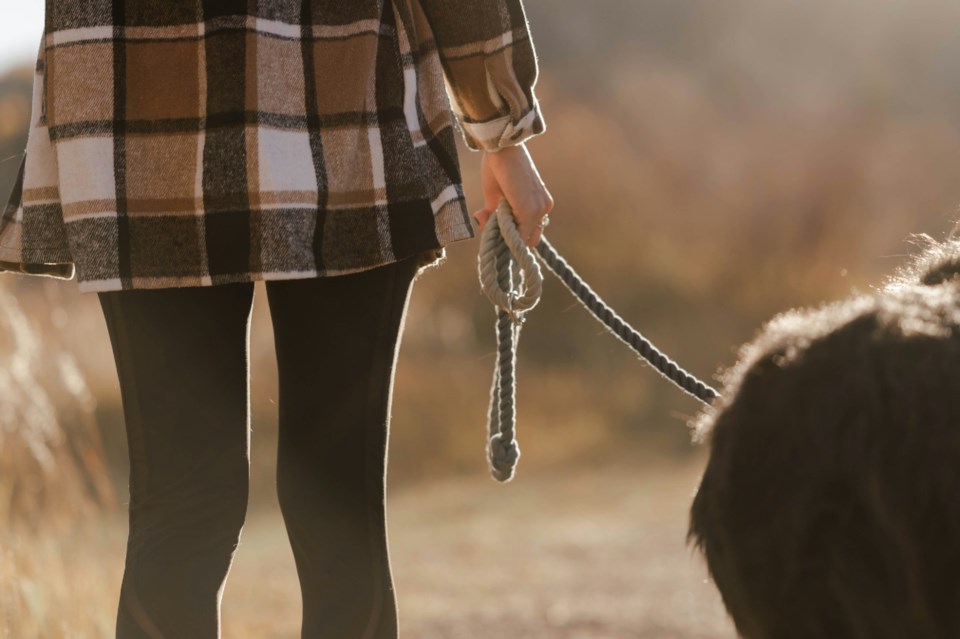 dogleashoutsideunsplash
