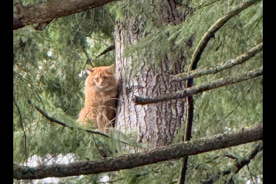 Steve the cat sits stuck in a tall tree in North Vancouver's Pemberton Heights neighbourhood Tuesday. | Courtesy of Michelle Johnson 