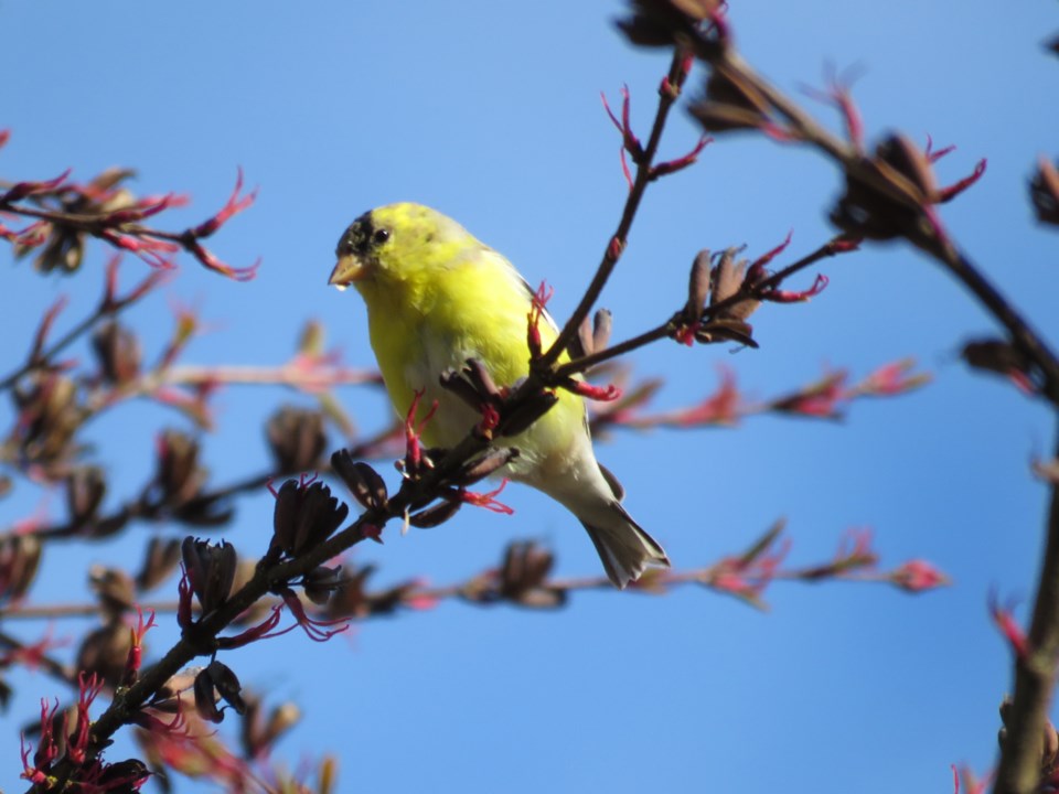 lanie-man-goldfinch-terra-nova