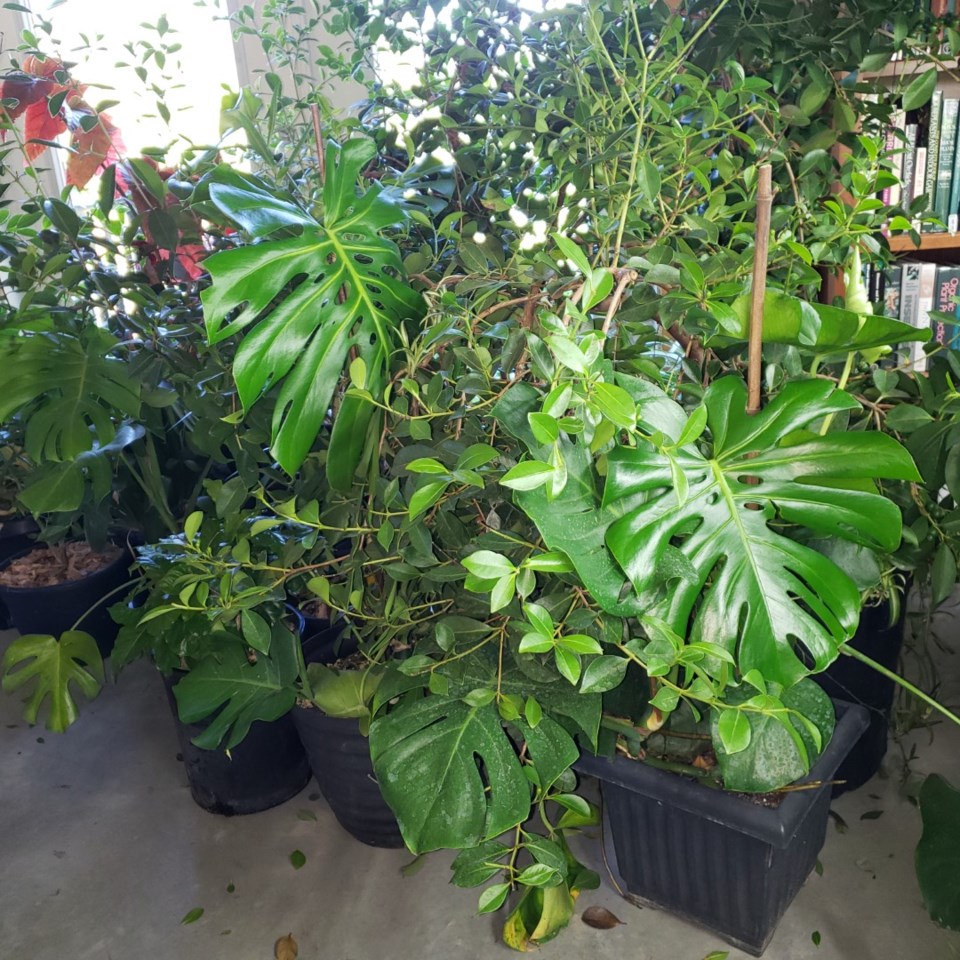 indoor-plants-large