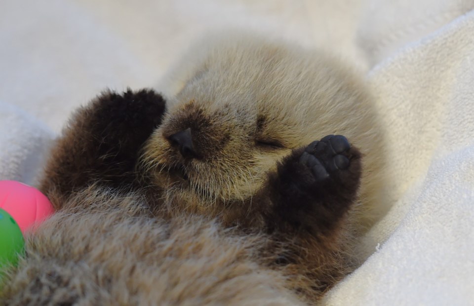 vancuver-rescue-baby-sea-otter5