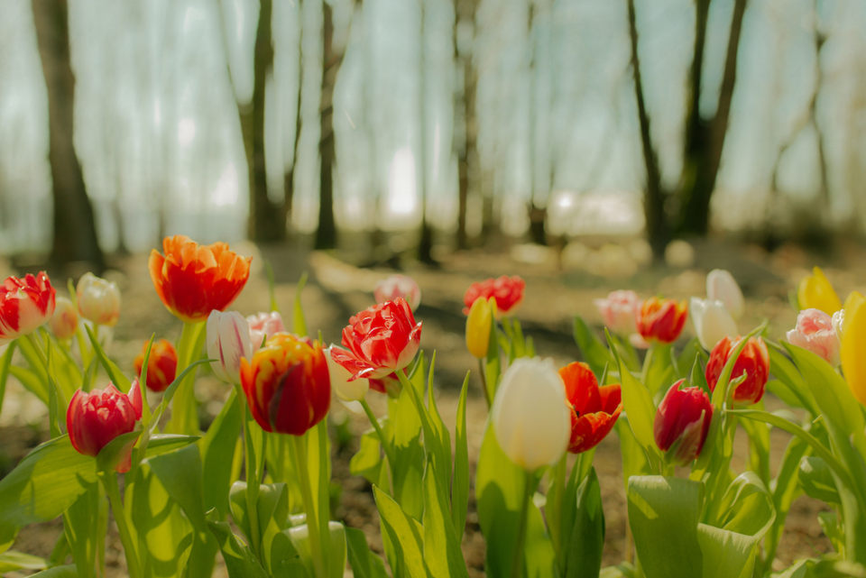 maan-farms-tulip-forest-spring